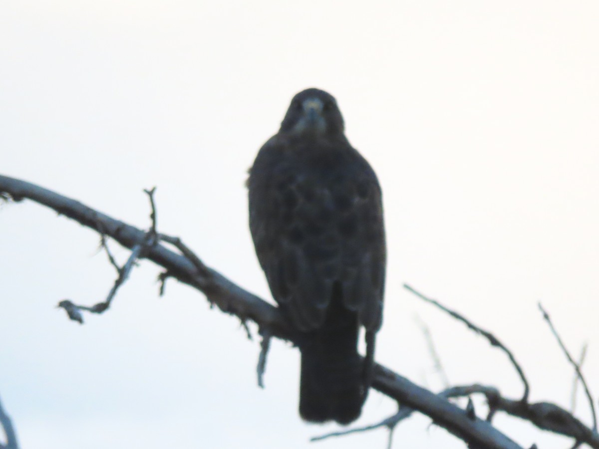 Swainson's Hawk - ML623842603