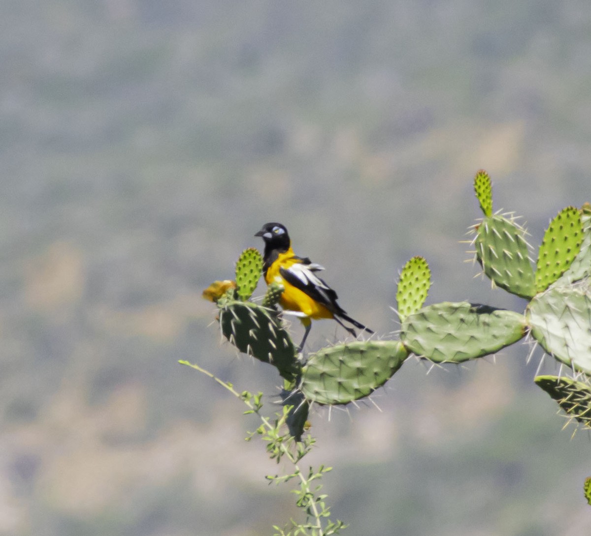 Venezuelan Troupial - ML623842610