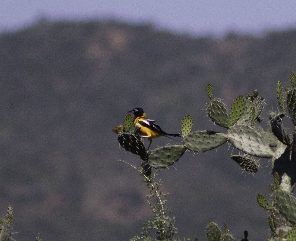 Venezuelan Troupial - ML623842616