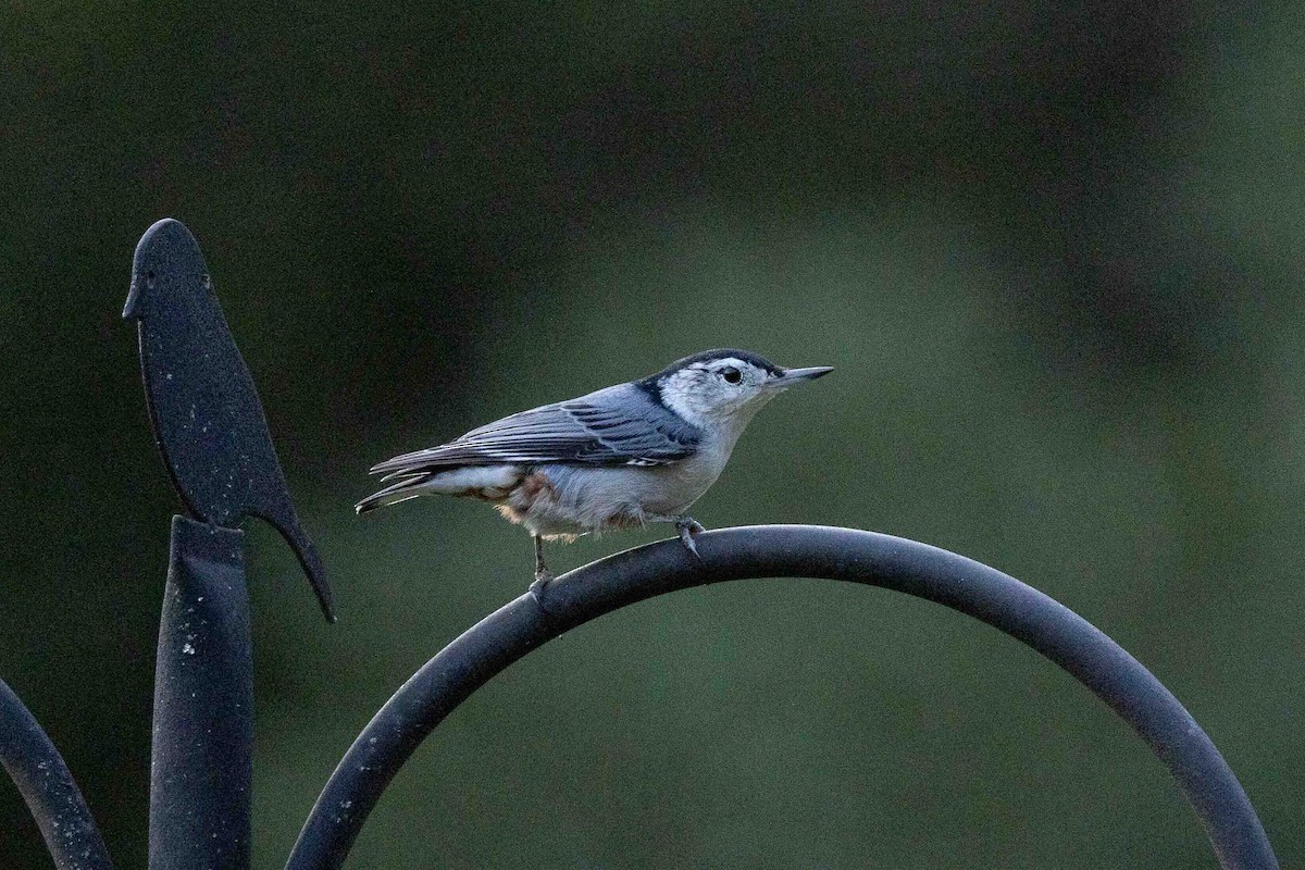 White-breasted Nuthatch (Eastern) - ML623842671