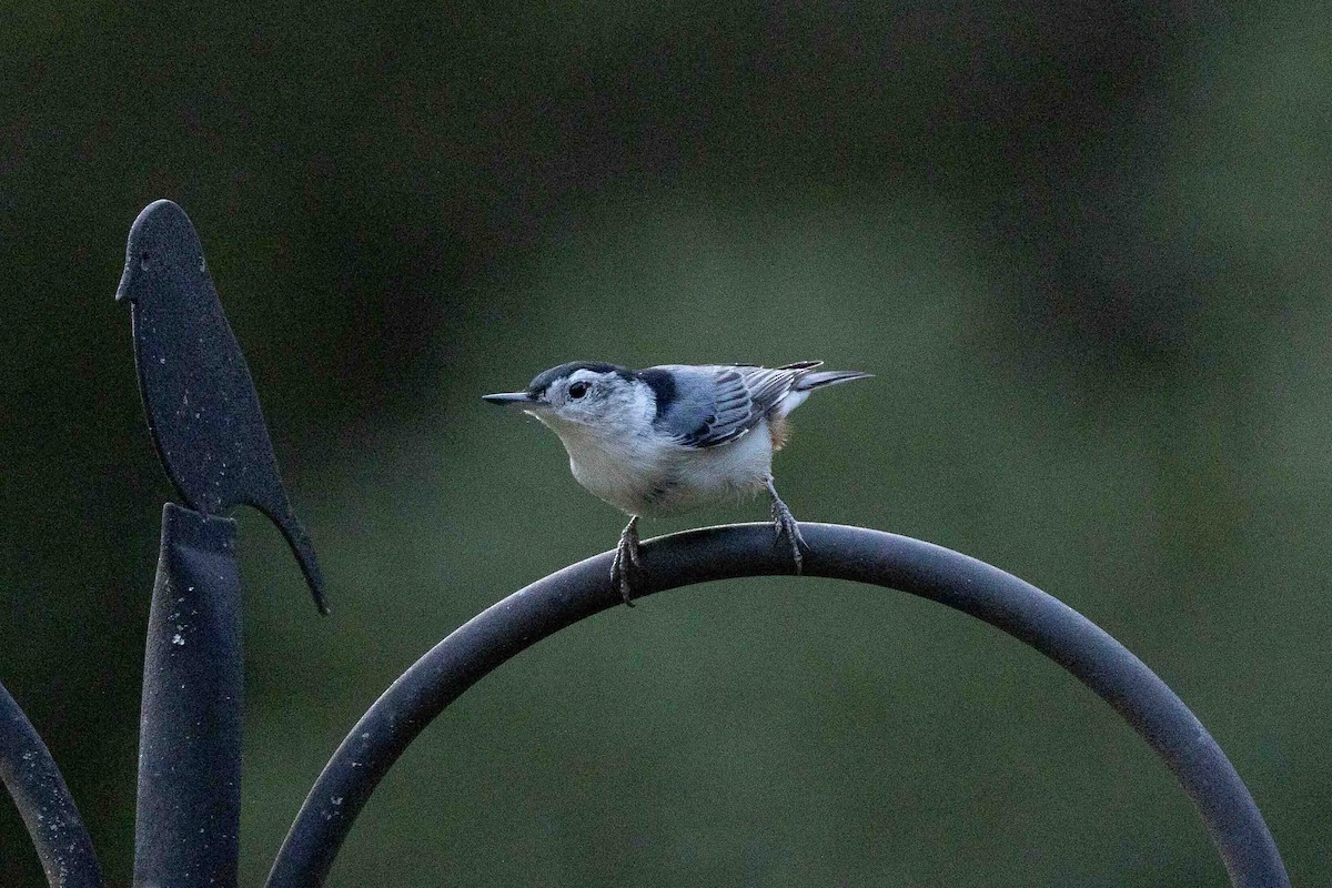 White-breasted Nuthatch (Eastern) - ML623842672