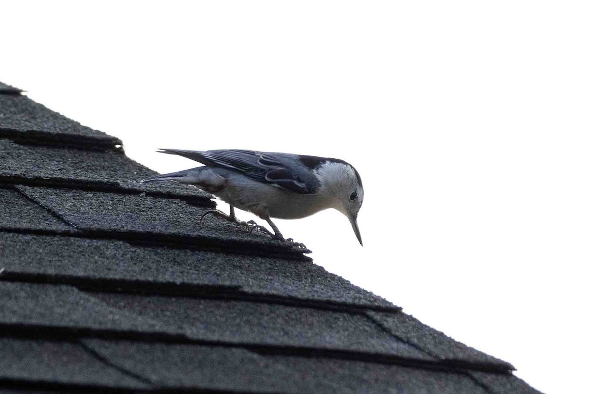 White-breasted Nuthatch (Eastern) - ML623842673