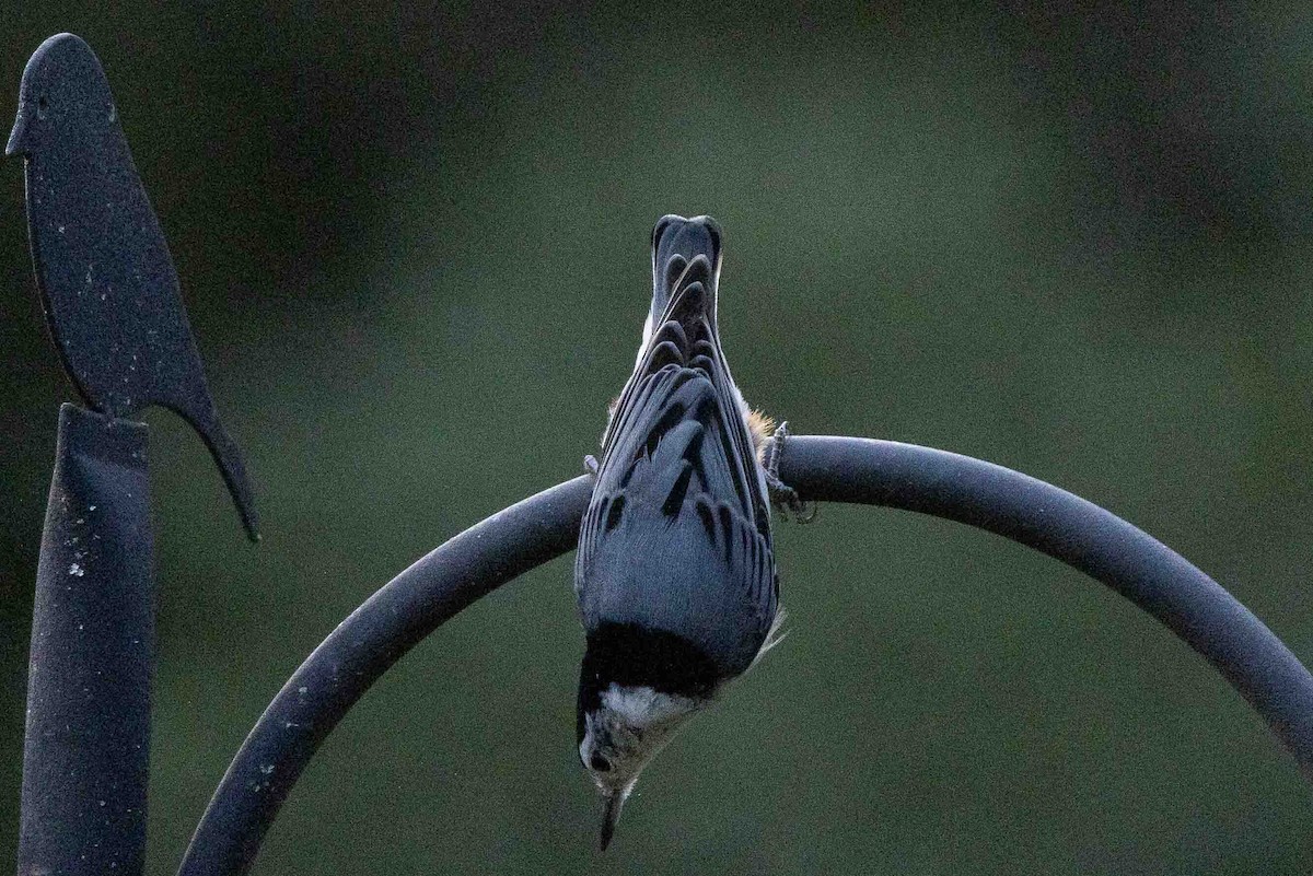 White-breasted Nuthatch (Eastern) - ML623842674