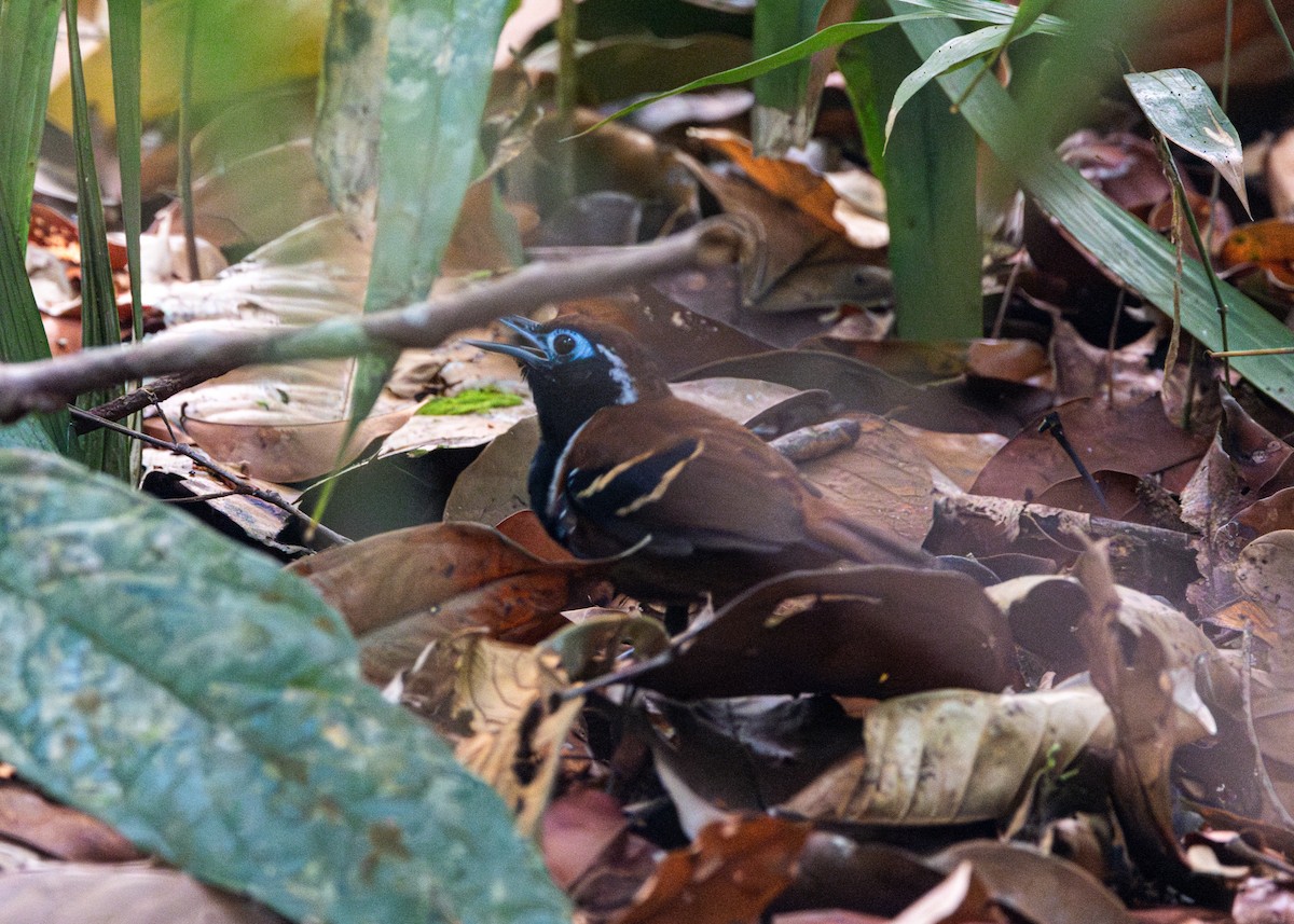 Ferruginous-backed Antbird - ML623842683