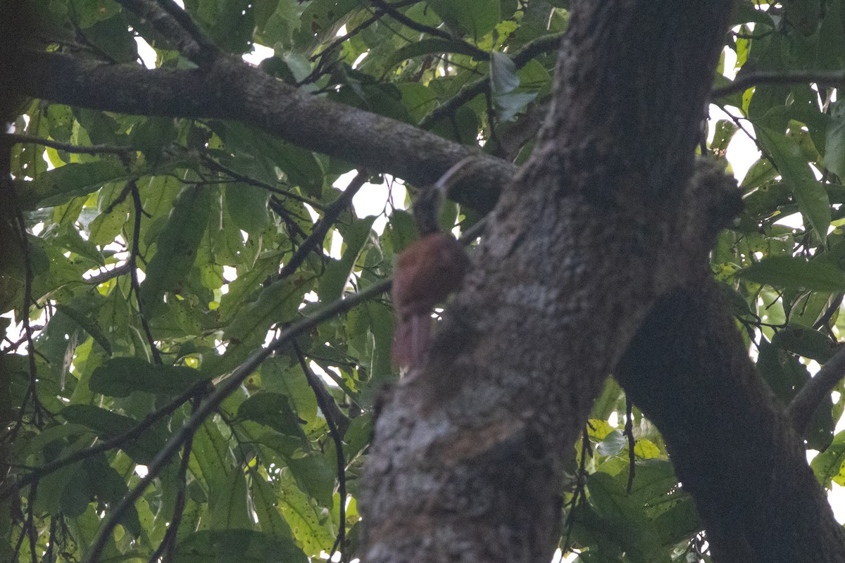 Long-billed Woodcreeper - ML623842688