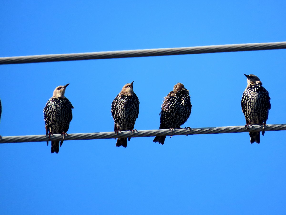 European Starling - ML623842769