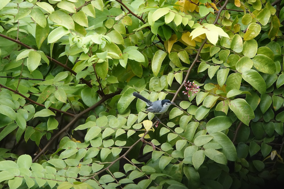 White-browed Gnatcatcher - ML623842773