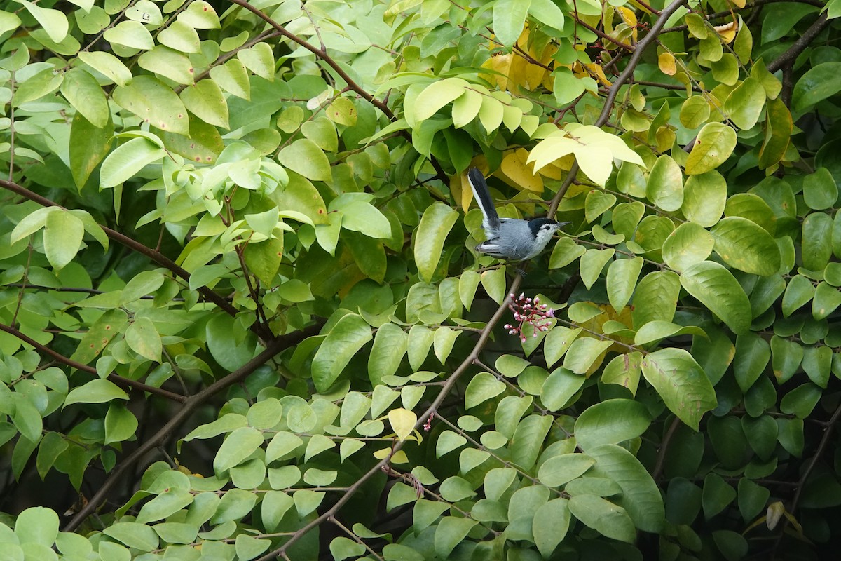 White-browed Gnatcatcher - ML623842777