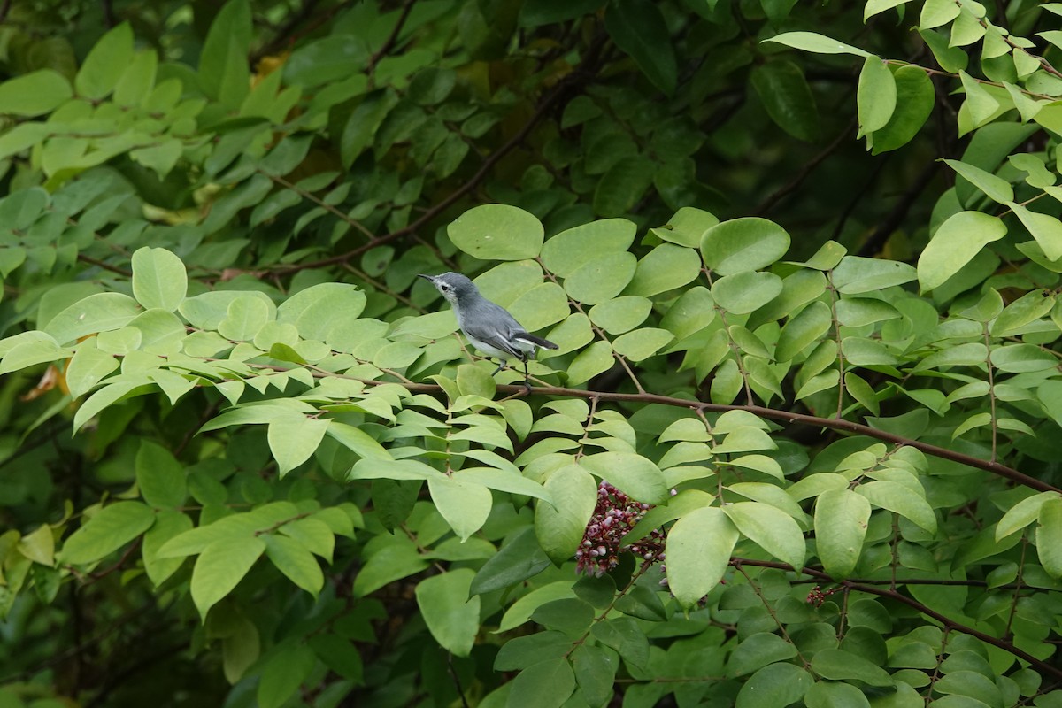 White-browed Gnatcatcher - ML623842782