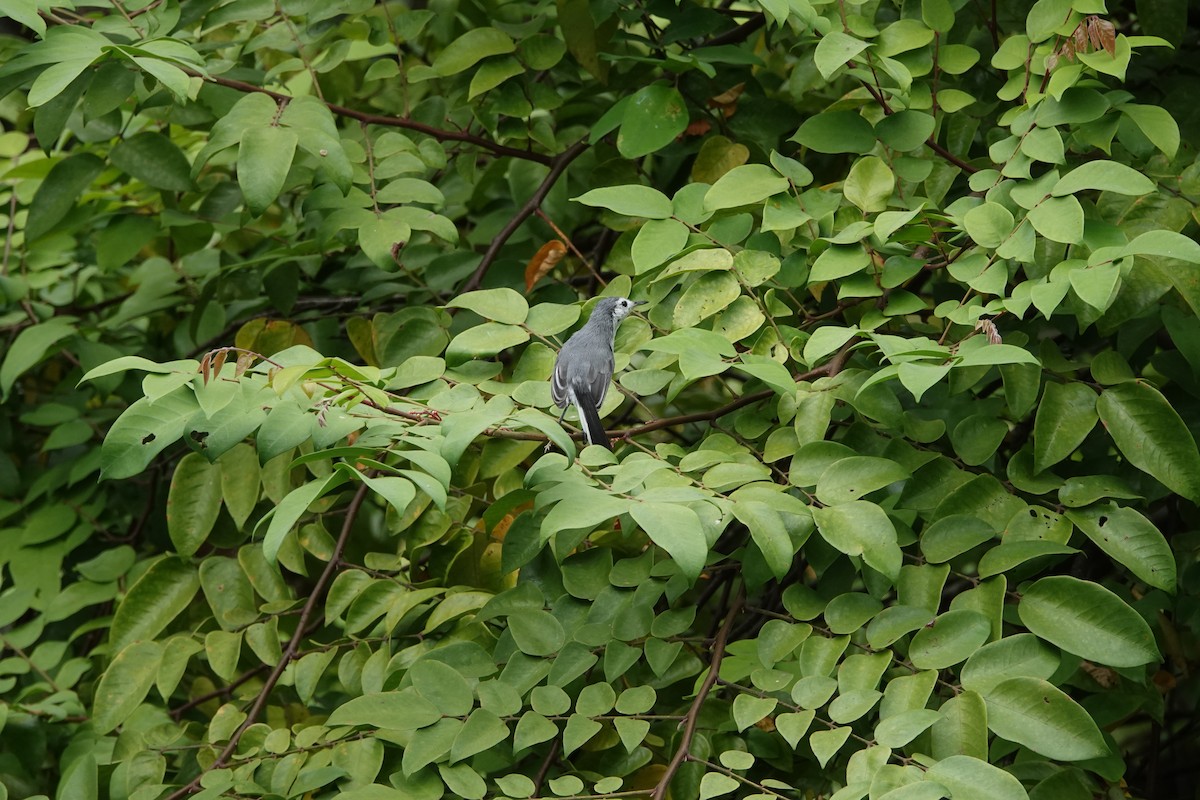 White-browed Gnatcatcher - ML623842785