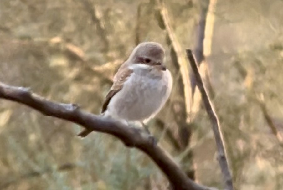 Antzandobi arrunta - ML623842833
