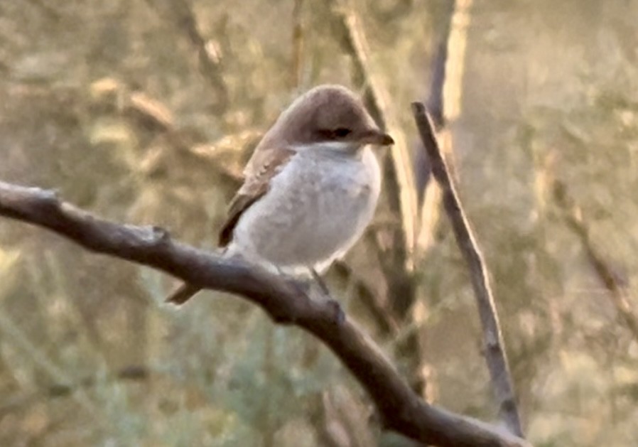 Antzandobi arrunta - ML623842834