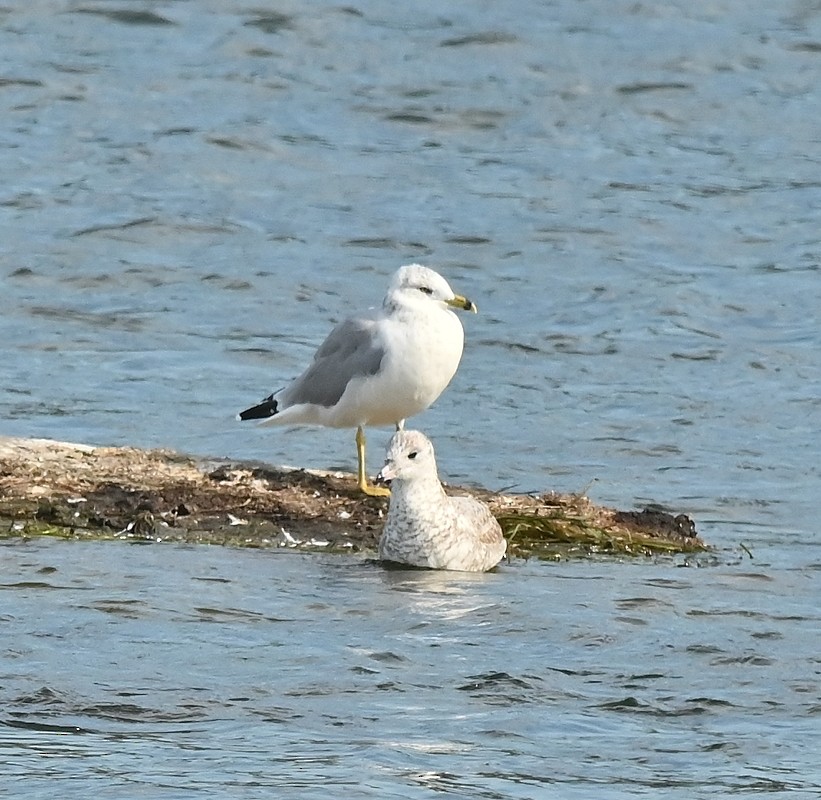 Ring-billed Gull - ML623842837