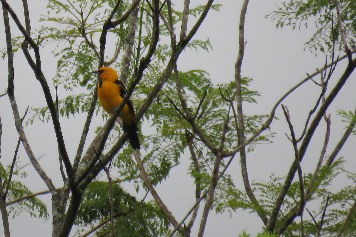 Altamira Oriole - ML623842838