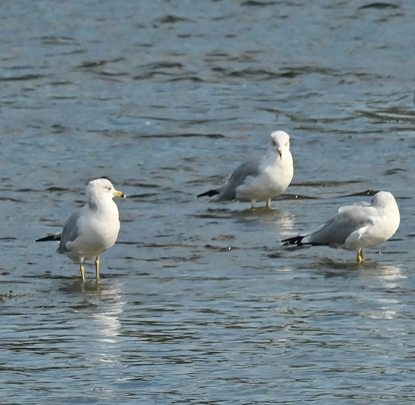 Ring-billed Gull - ML623842848