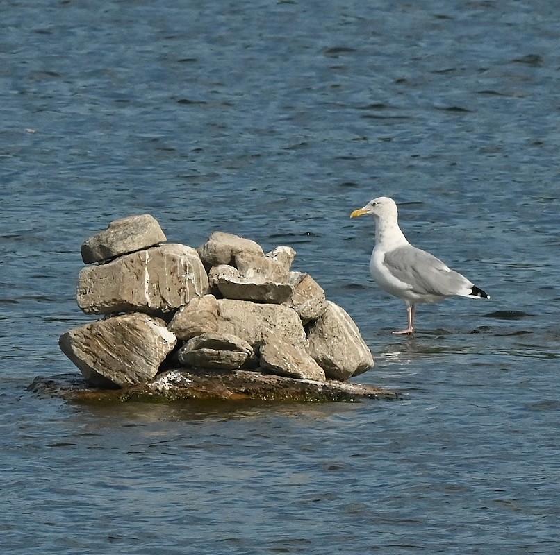 Herring Gull (American) - ML623842852