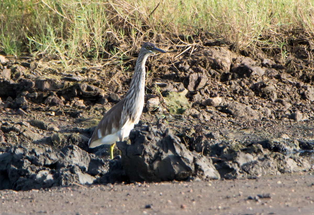 pond-heron sp. - ML623842854