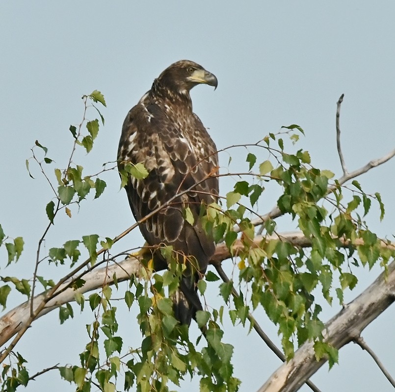 Bald Eagle - Regis Fortin