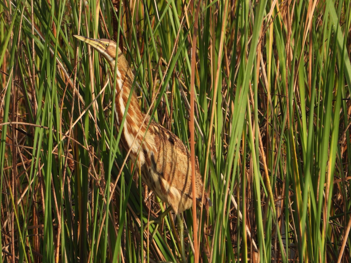 American Bittern - ML623842885