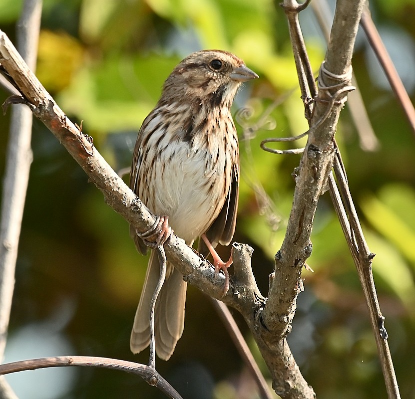 Song Sparrow - ML623842891