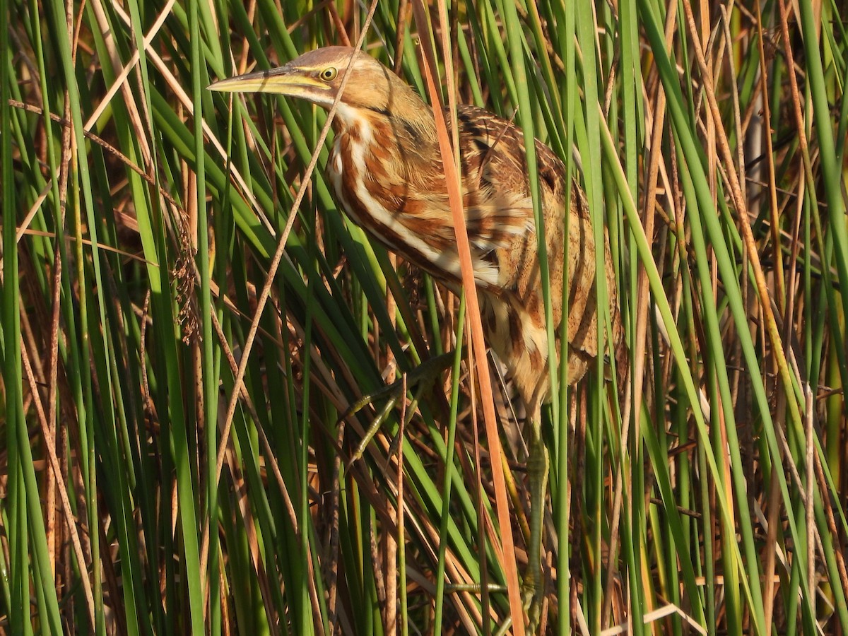 American Bittern - ML623842894
