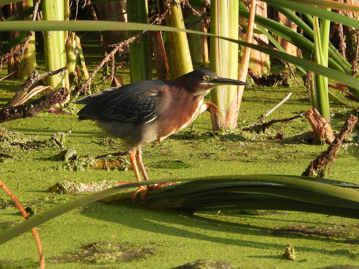 Green Heron - ML623842900