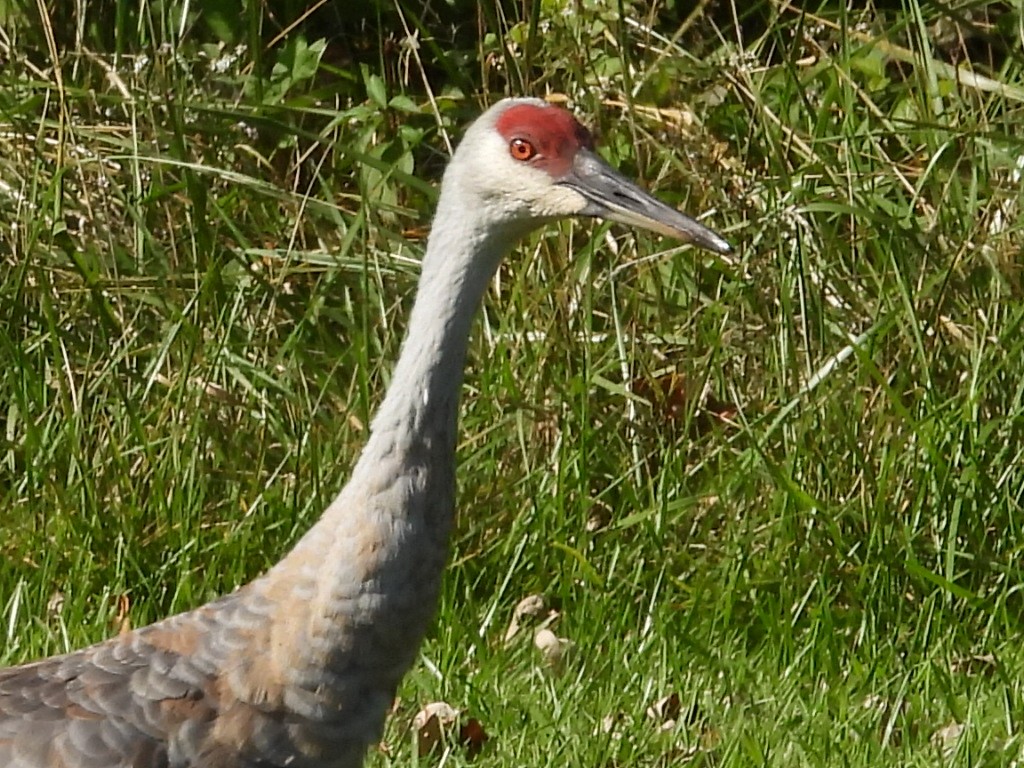 Sandhill Crane - ML623842907