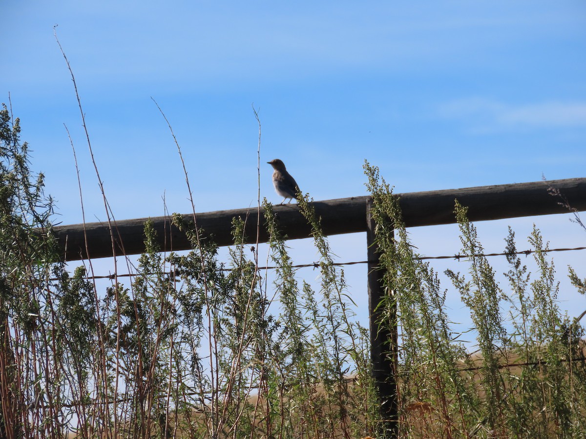 bluebird sp. - ML623842931