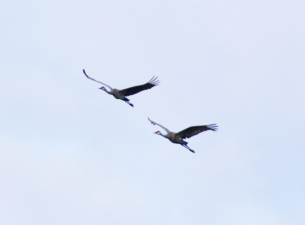 Sandhill Crane - ML623842959