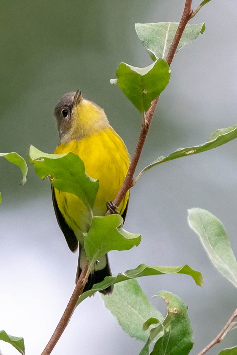 Magnolia Warbler - ML623842985