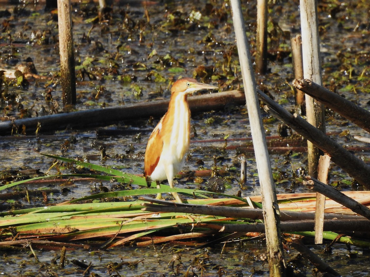 Least Bittern - ML623842986