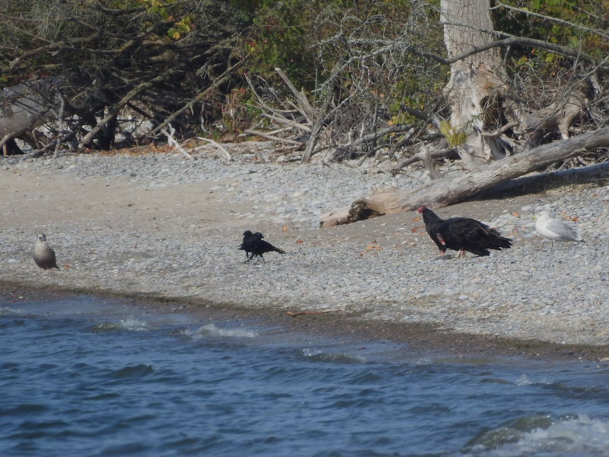 Turkey Vulture - ML623842992