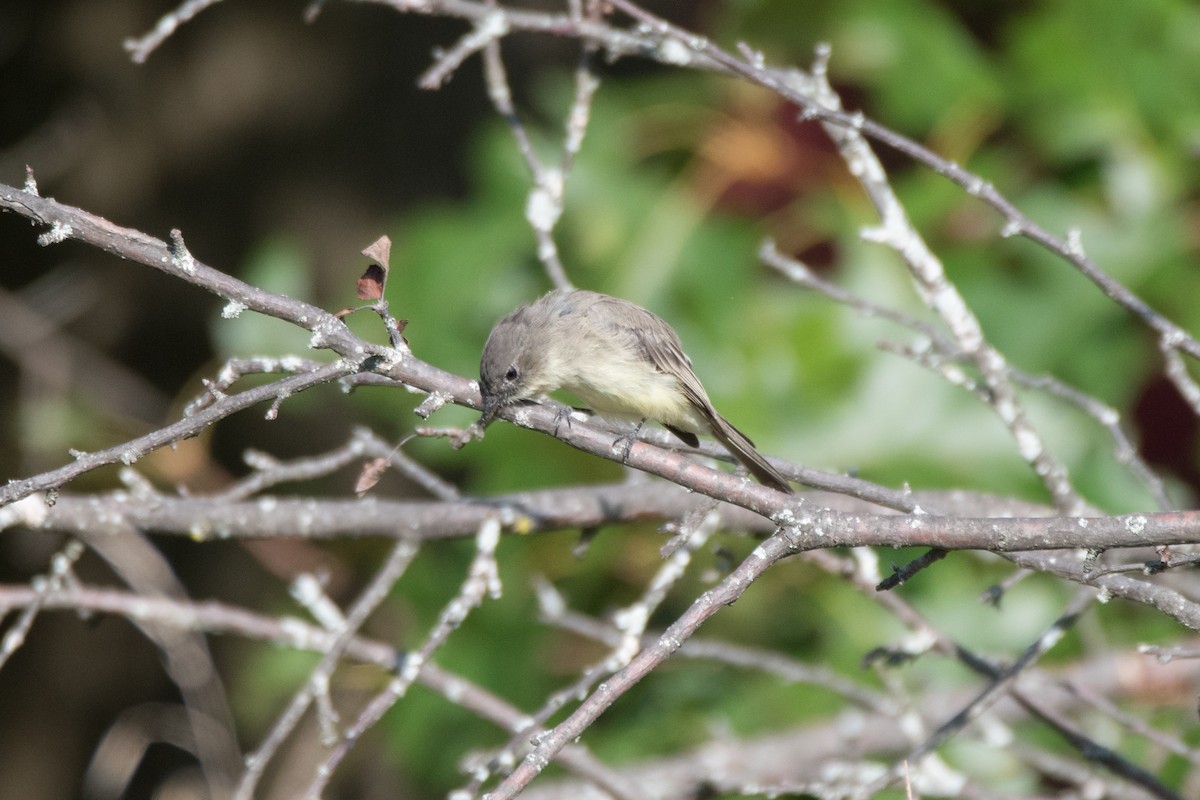 Eastern Phoebe - ML623842993