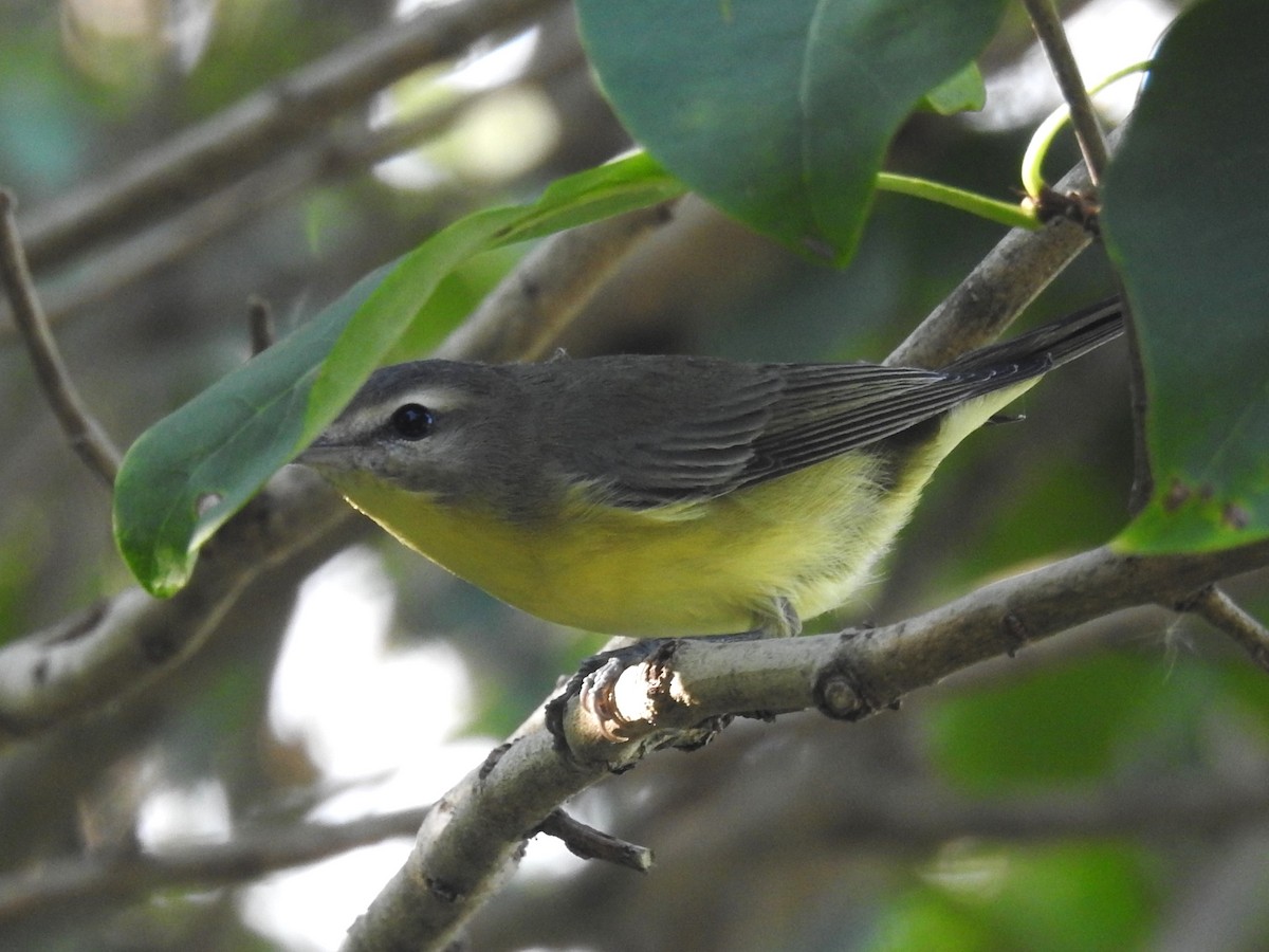 Philadelphia Vireo - ML623842998