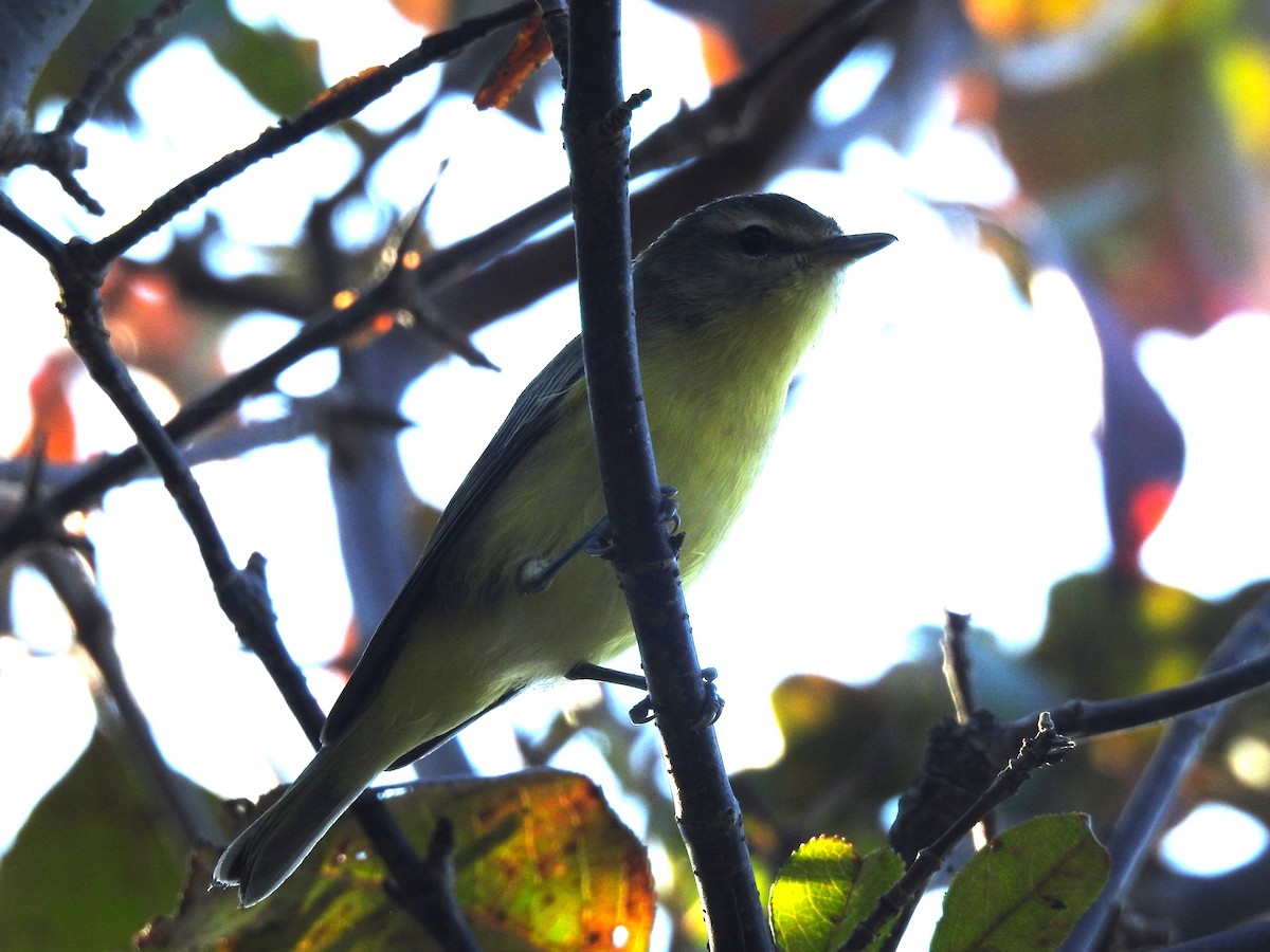 Philadelphia Vireo - ML623843000