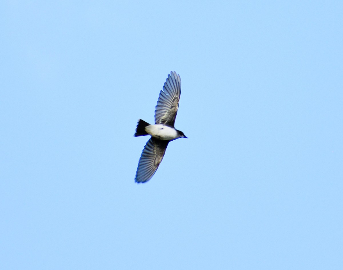 Eastern Kingbird - Vicki Bachner