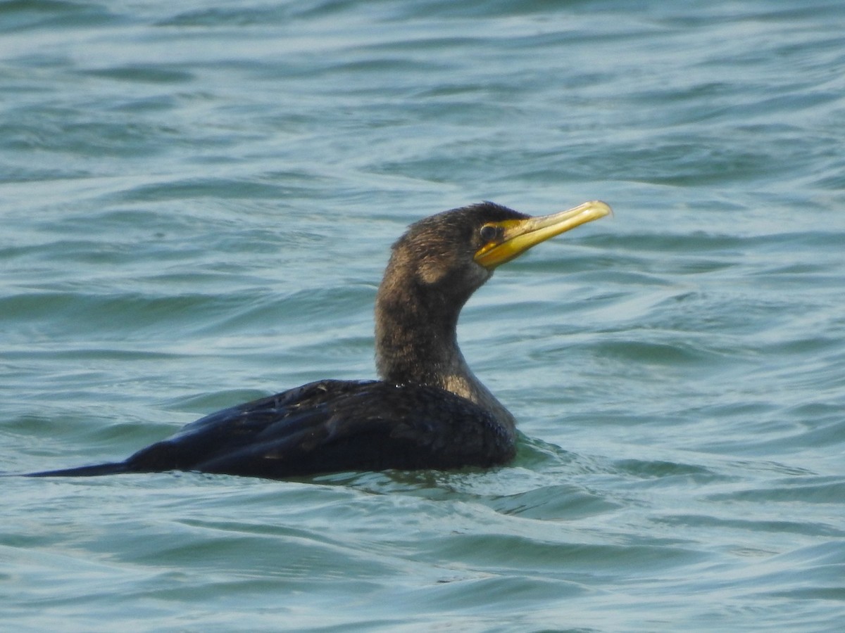 Double-crested Cormorant - ML623843003