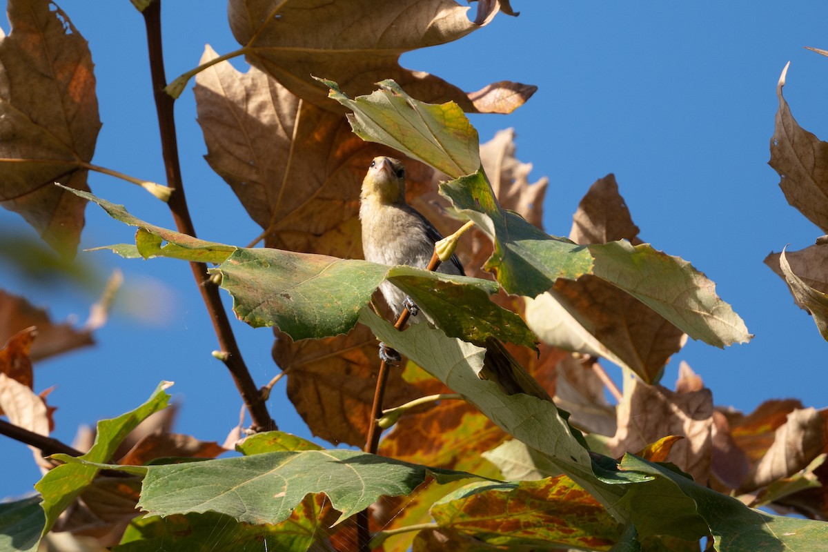 Bullock's Oriole - ML623843017