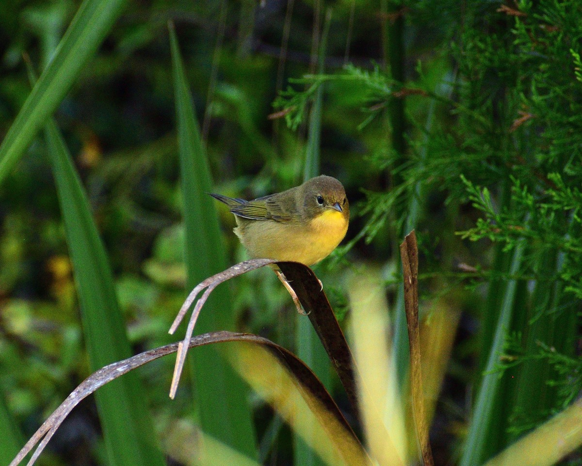 Common Yellowthroat - Vicki Bachner