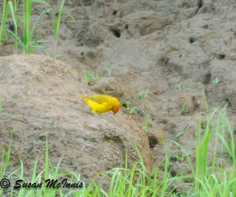 Orange-fronted Yellow-Finch - ML623843049