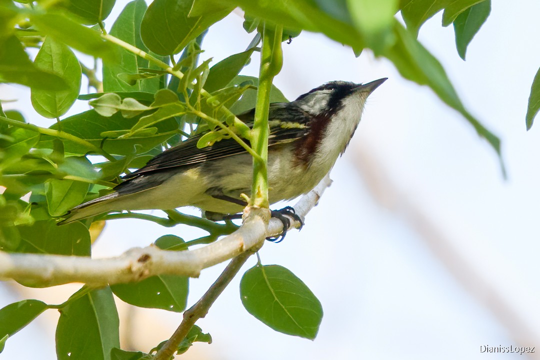 Chestnut-sided Warbler - ML623843068