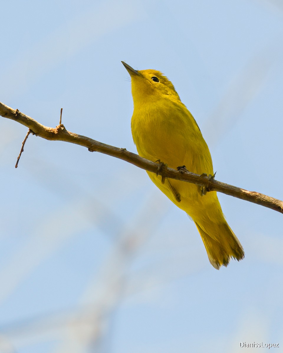 Yellow Warbler (Northern) - ML623843069