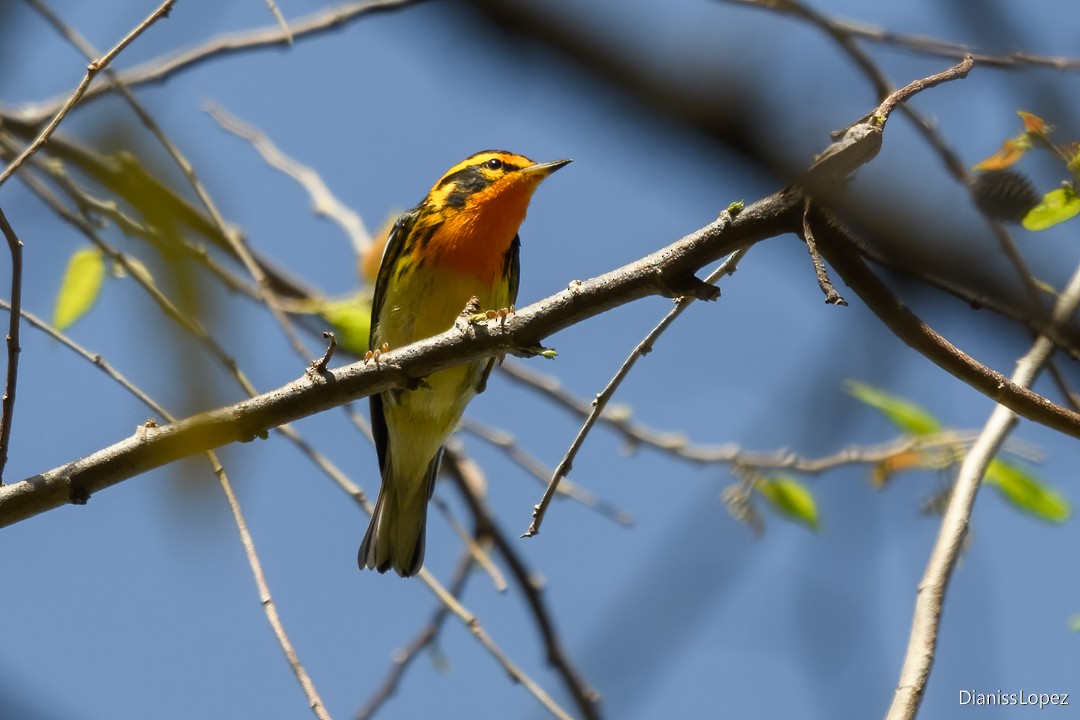 Blackburnian Warbler - ML623843070