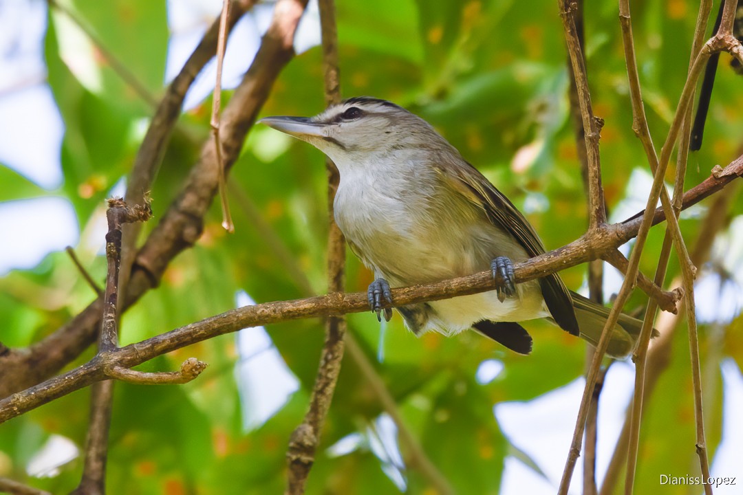 Black-whiskered Vireo - ML623843074