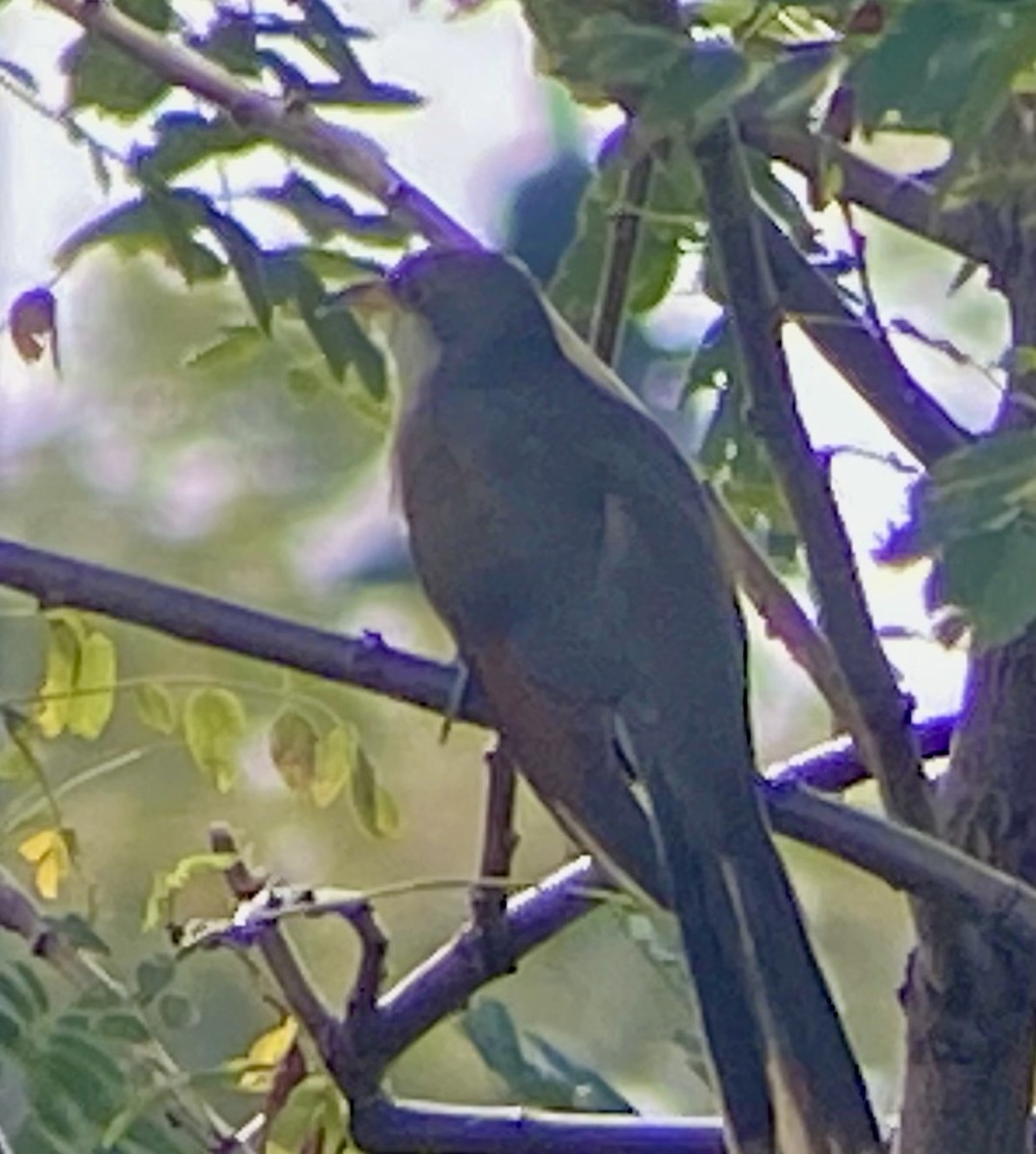 Yellow-billed Cuckoo - ML623843076