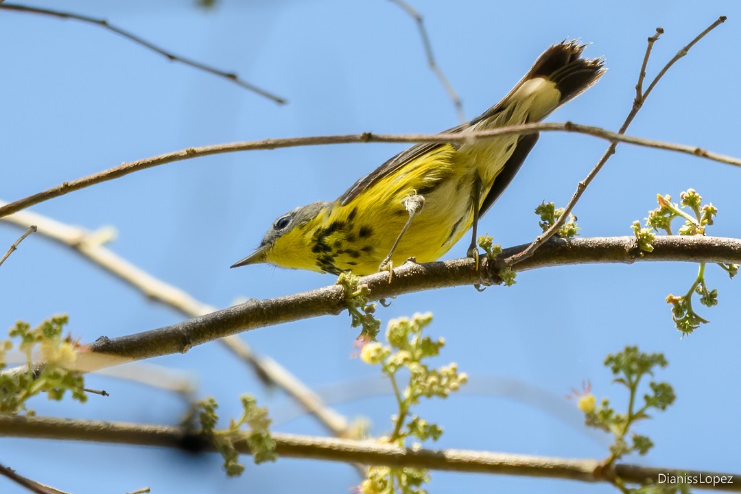 Magnolia Warbler - ML623843078