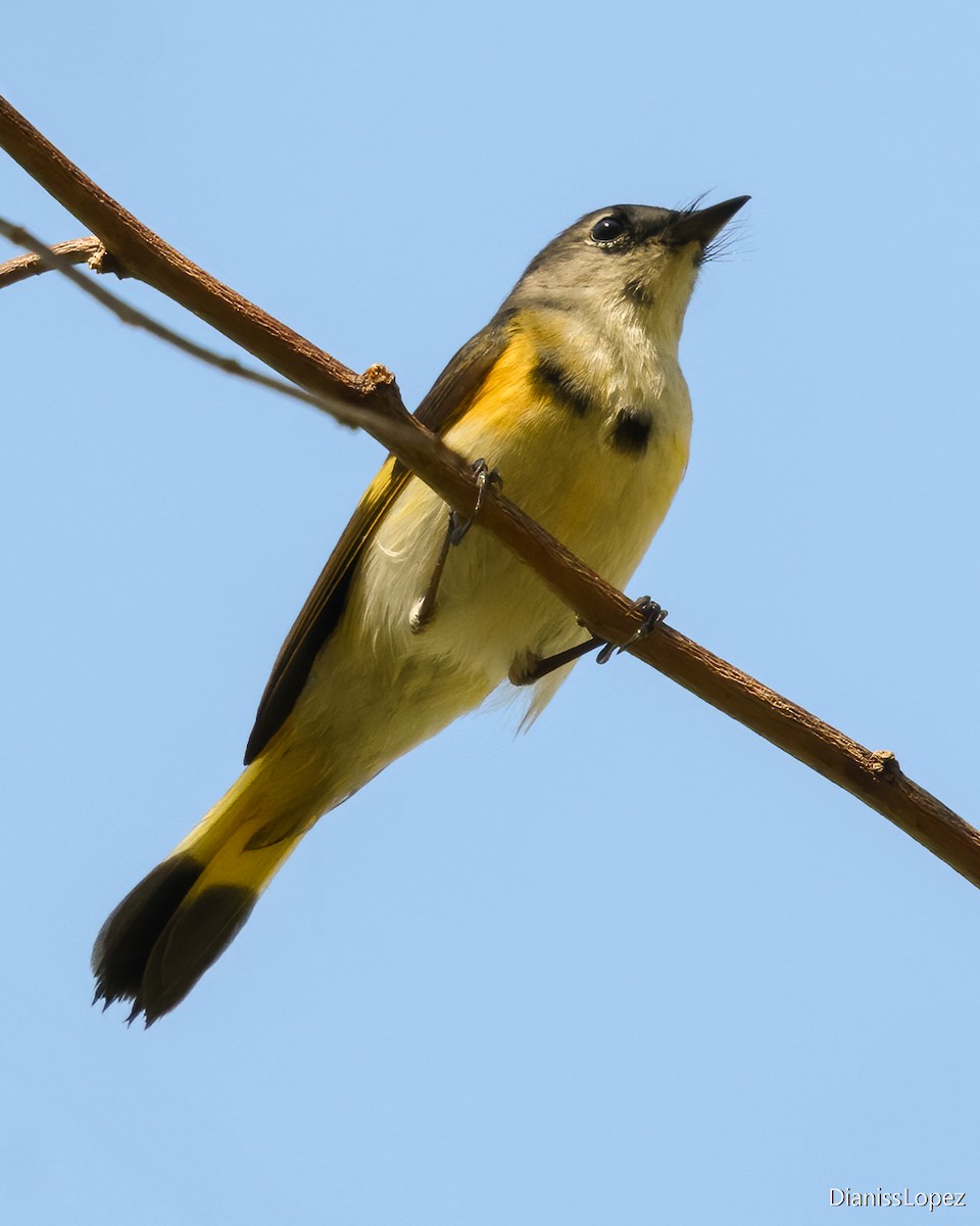 American Redstart - ML623843092