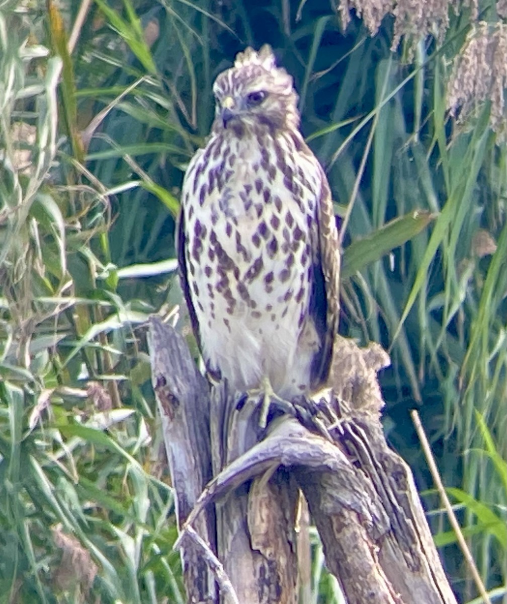 Red-shouldered Hawk - ML623843093