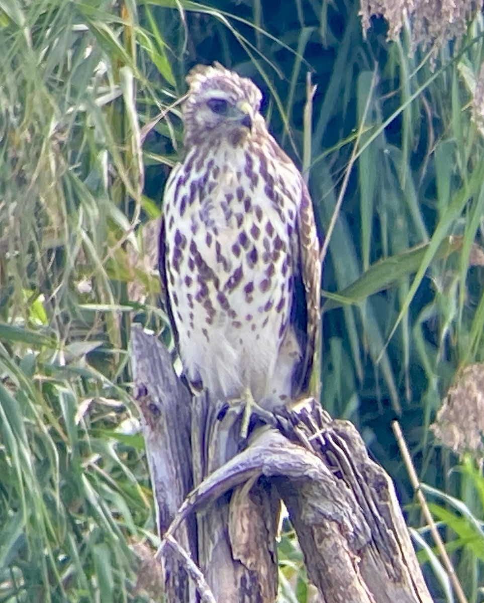 Red-shouldered Hawk - ML623843094