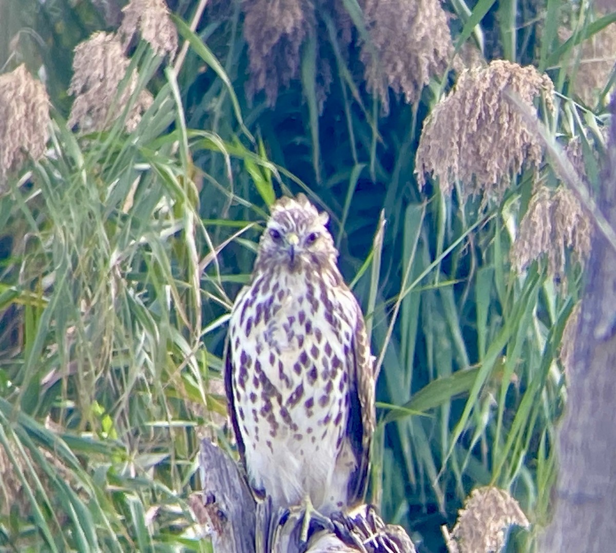 Red-shouldered Hawk - ML623843095